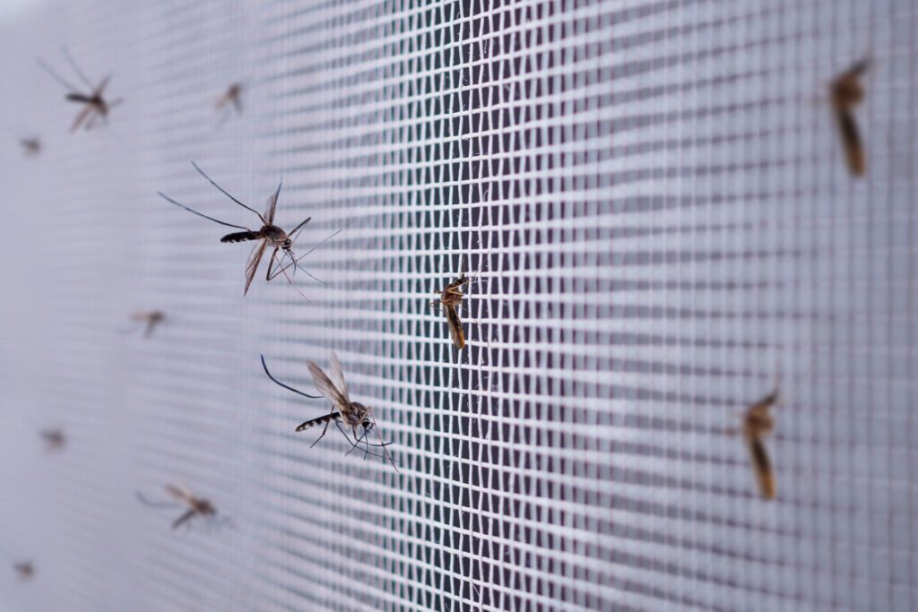 Viele Mücken auf Fliegennetz hautnah am Hauswind