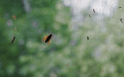 Wieso Fliegengitter nachhaltiger für die Umwelt sind als Insektenschutzmittel 