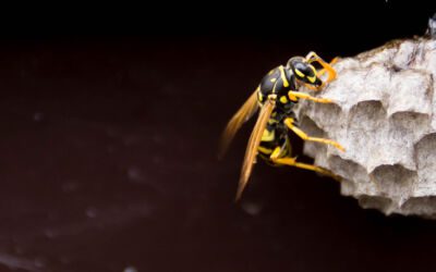 10 Tipps, wie Sie sich vor Wespen schützen können