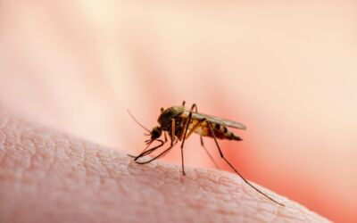 Mit dem Mückennetz gegen das gefährlichste Tier der Welt