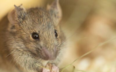 Was hilft gegen Mäuse im Haus – Top-Methoden, Mäuse und Ratten im Haus loszuwerden