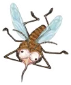 Mücke